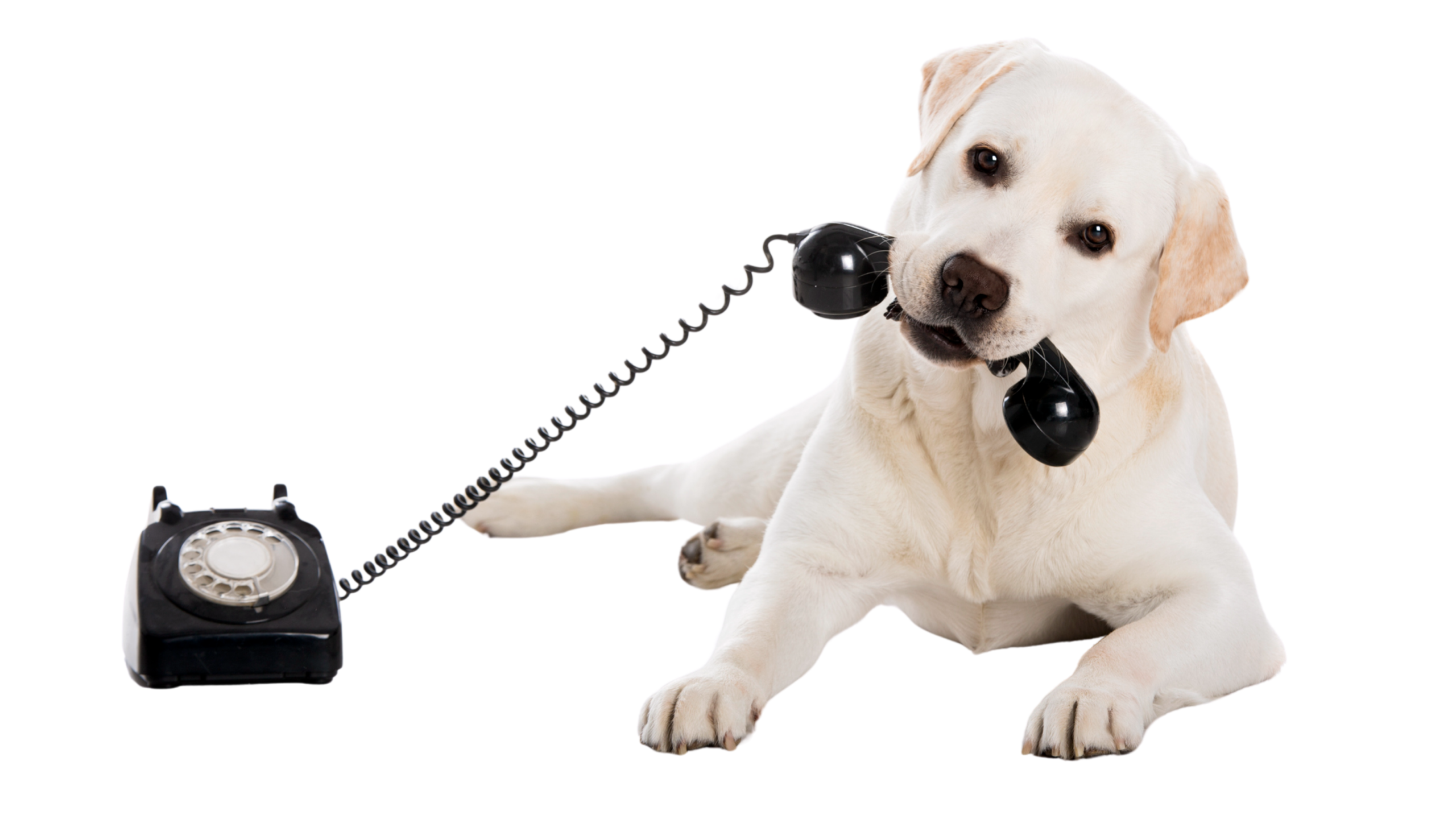 Contact Us | Expert Dog Walker Company In Vancouver, BC