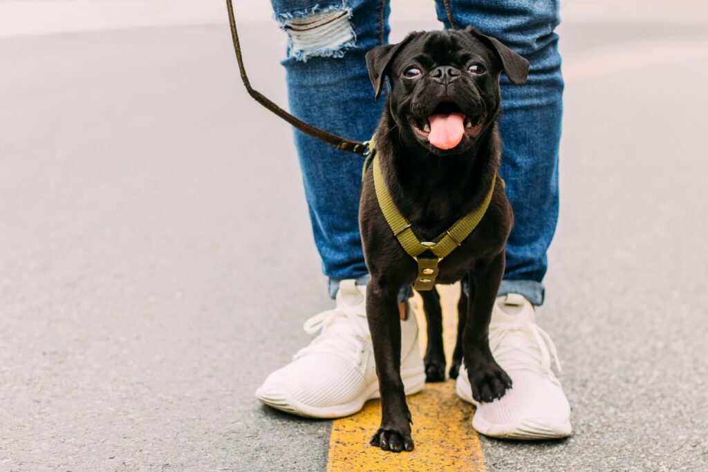 Which GPS Tracker is Best for Your Dog Walking and Safety?