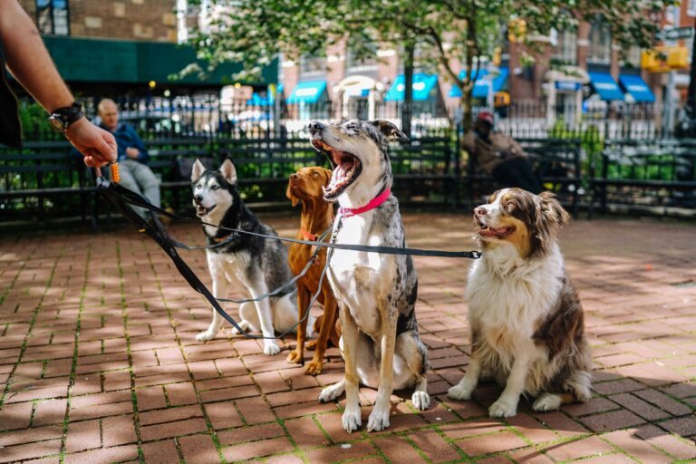 Why We Love the Tractive GPS Collar: A Must-Have for Pet Parents