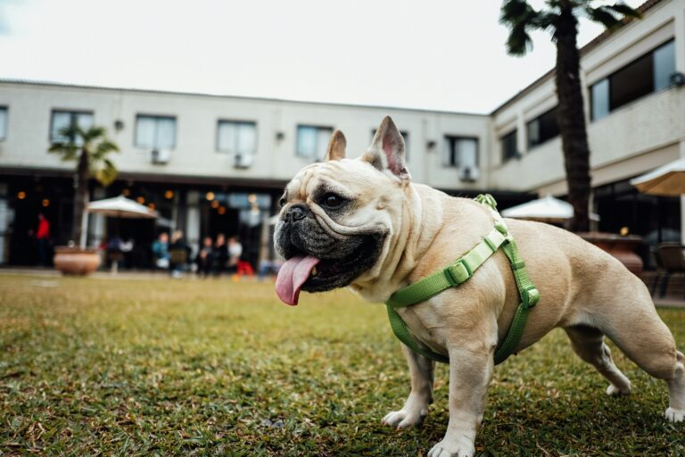 Keeping Your Dog Safe in the Summer Heat: Vancouver Canine’s Warm-Weather Protocols