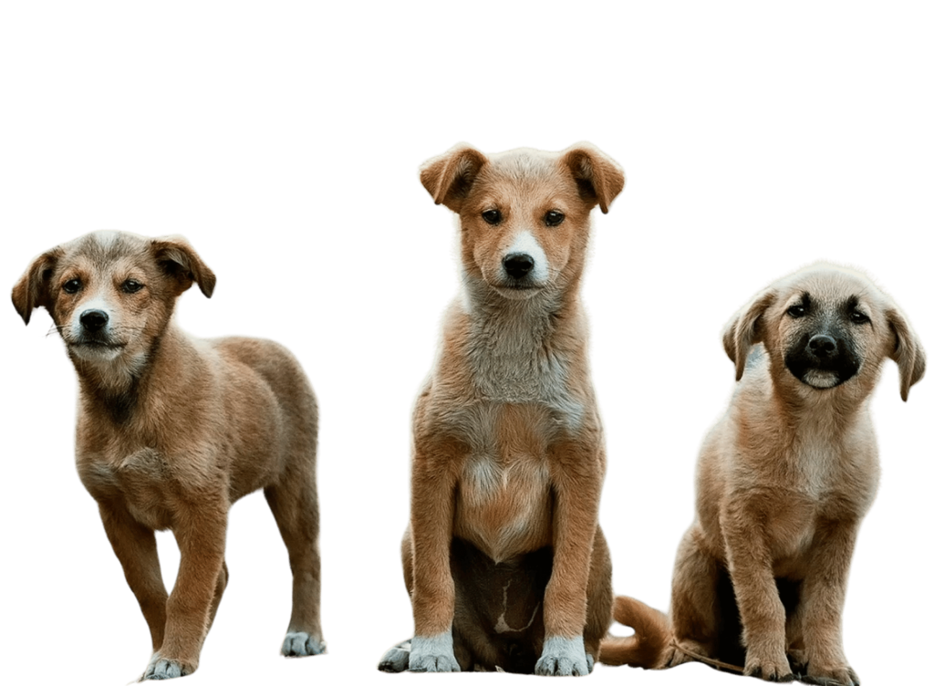 vancouver group dog walks