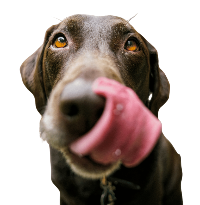 vancouver canine dog walking