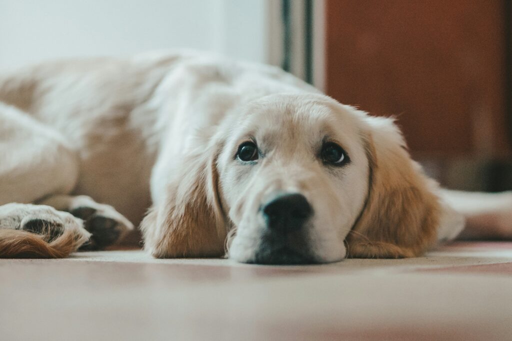 vancouver canine senior dog walking